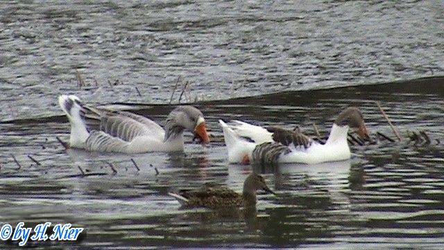 Anser anser domesticus -  2. Fund