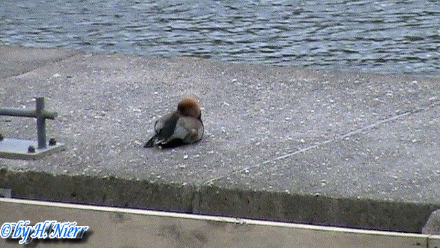 <a href='picture.php?/5616/category/1916'>Aythya ferina - 1. Fund (Männchen)</a> Aythya ferina - 1. Fund (Männchen)