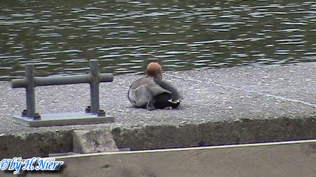 <a href='picture.php?/5617/category/1916'>Aythya ferina - 1. Fund (Männchen)</a> Aythya ferina - 1. Fund (Männchen)