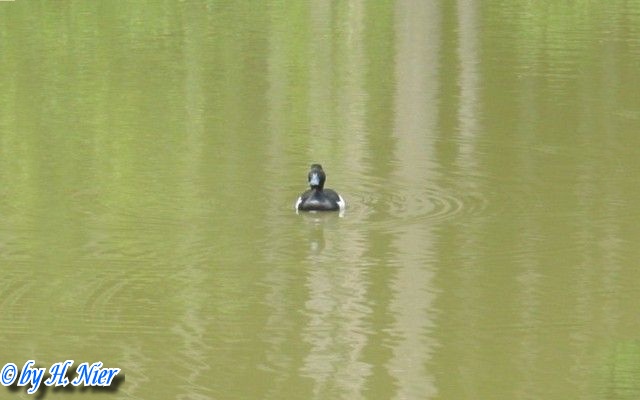 <a href='picture.php?/11530/category/3969'>Aythya fuligula - 1. Fund</a> Aythya fuligula - 1. Fund