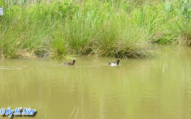 <a href='picture.php?/11531/category/3969'>Aythya fuligula - 1. Fund</a> Aythya fuligula - 1. Fund