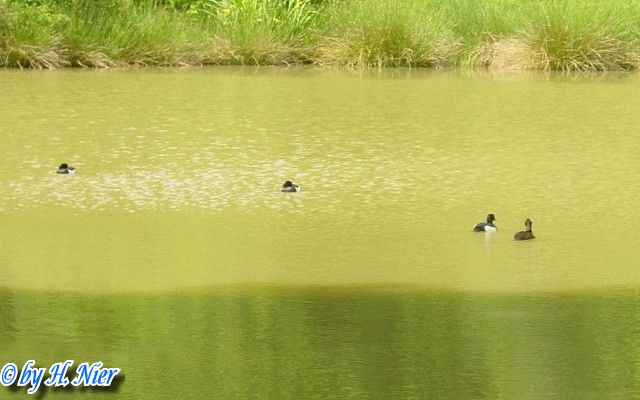 <a href='picture.php?/11532/category/3969'>Aythya fuligula - 1. Fund</a> Aythya fuligula - 1. Fund