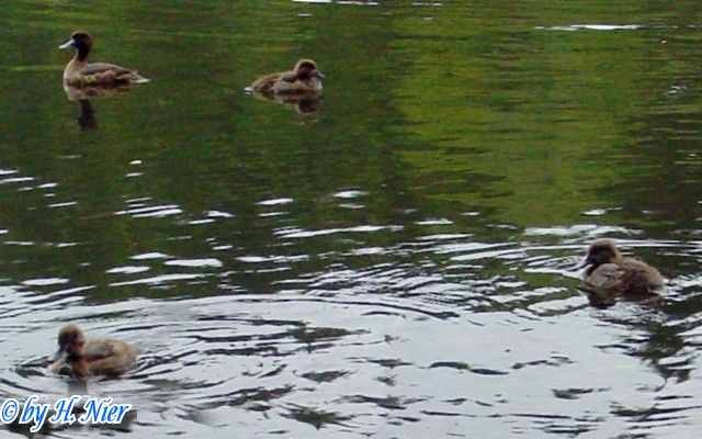 <a href='picture.php?/11534/category/3969'>Aythya fuligula - 2. Fund</a> Aythya fuligula - 2. Fund