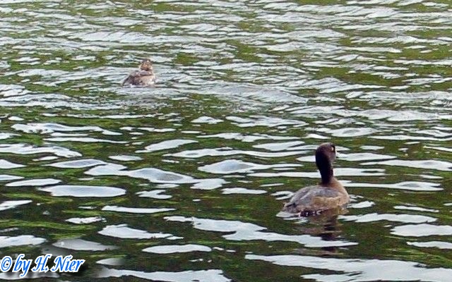 <a href='picture.php?/11535/category/3969'>Aythya fuligula - 2. Fund</a> Aythya fuligula - 2. Fund