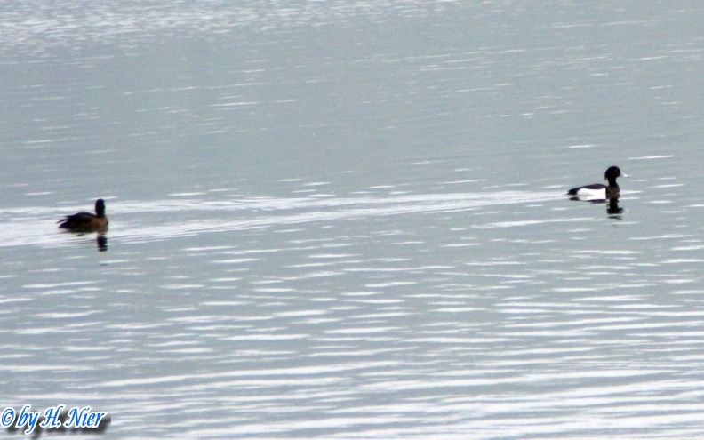 <a href='picture.php?/11538/category/3969'>Aythya fuligula - 4. Fund</a> Aythya fuligula - 4. Fund