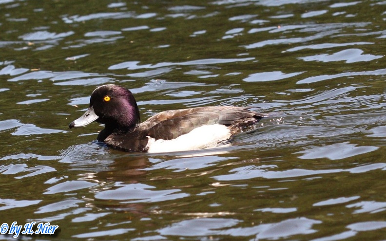 Aythya fuligula -  5. Fund (Männchen)