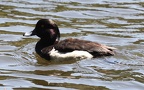 Aythya fuligula -  5. Fund (Männchen)