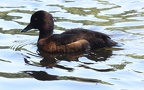 Aythya fuligula -  6. Fund (Weibchen)