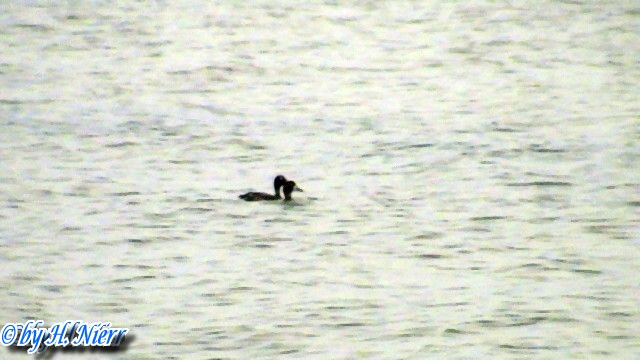 Aythya marila -  1. Fund