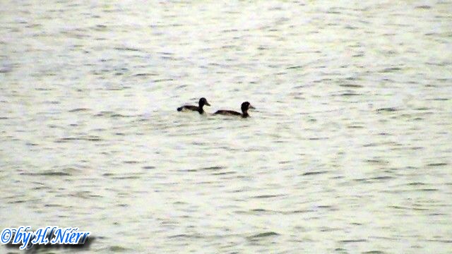 Aythya marila -  1. Fund