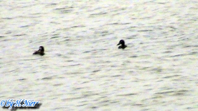 Aythya marila -  1. Fund