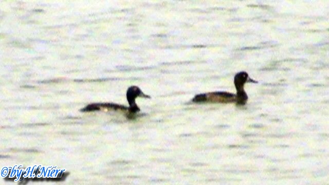 Aythya marila -  1. Fund