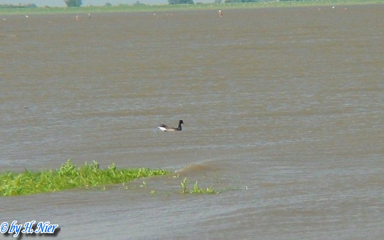 Branta bernicla -  1. Fund