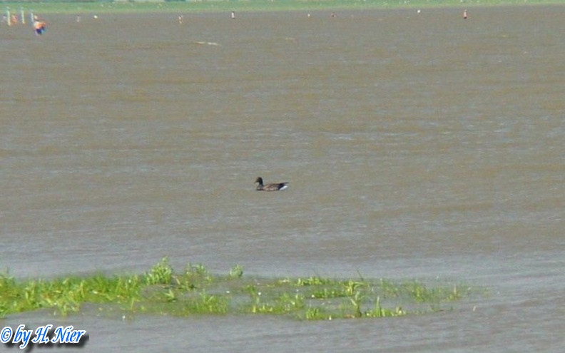 Branta bernicla -  1. Fund