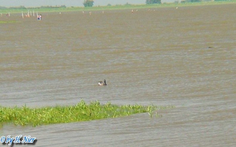 Branta bernicla -  1. Fund