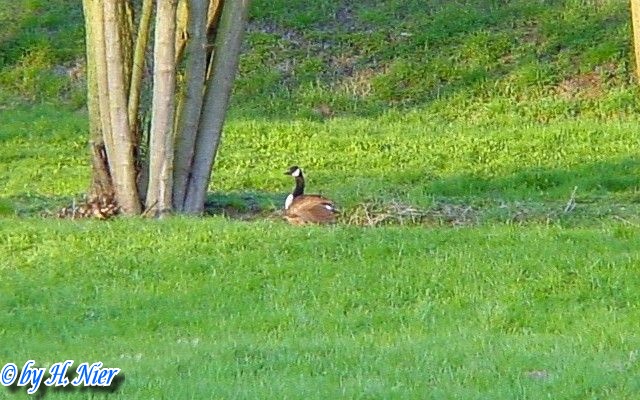 Branta canadensis -  1. Fund