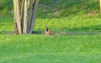 Branta canadensis -  1. Fund