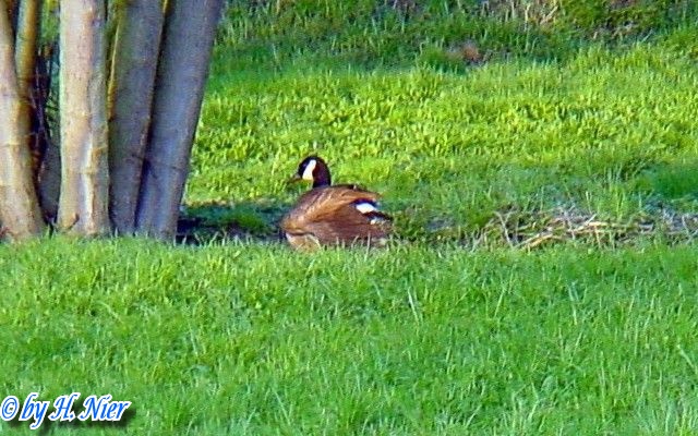 Branta canadensis -  1. Fund