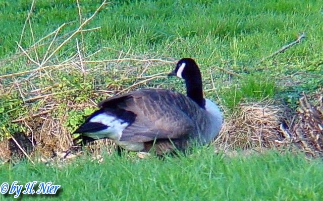 Branta canadensis -  1. Fund