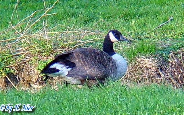 Branta canadensis -  1. Fund
