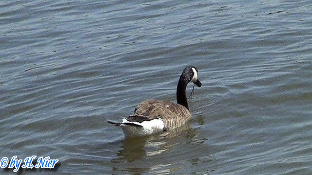 Branta canadensis -  2. Fund
