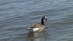 Branta canadensis -  2. Fund
