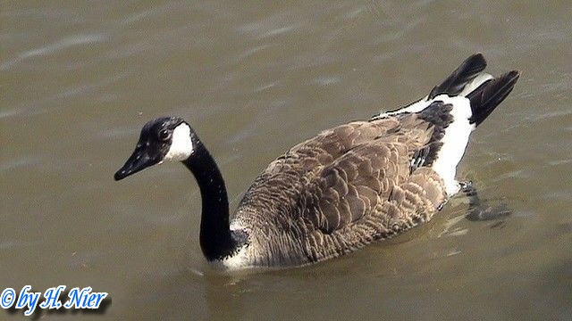 Branta canadensis -  2. Fund