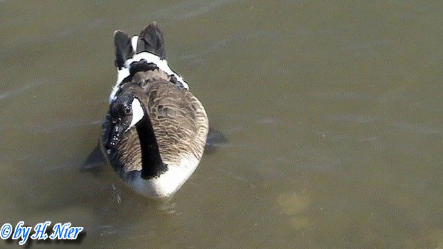 Branta canadensis -  2. Fund
