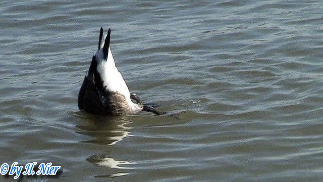Branta canadensis -  2. Fund