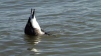 Branta canadensis -  2. Fund