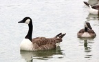Branta canadensis -  3. Fund