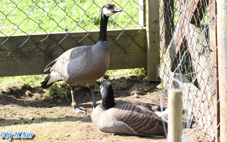 Branta hutchinsii -  1. Fund