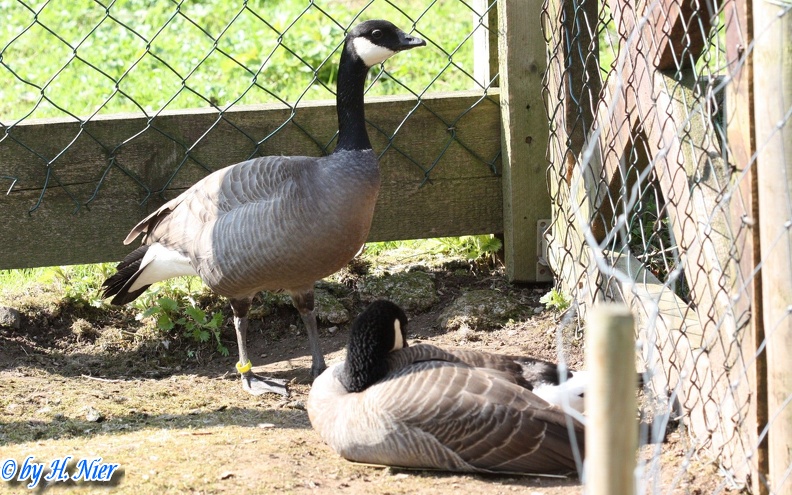 Branta hutchinsii -  1. Fund