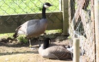 Familie Anatidae (Vigors, 1825)