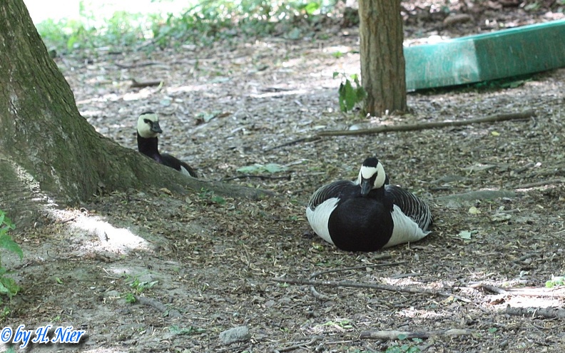 Branta leucopsis -  1. Fund