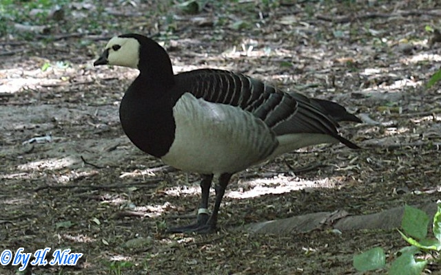 Branta leucopsis -  1. Fund