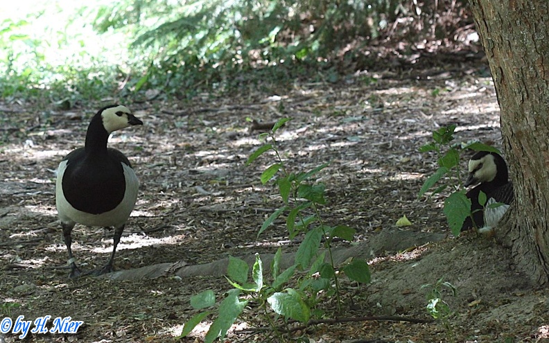 Branta leucopsis -  1. Fund