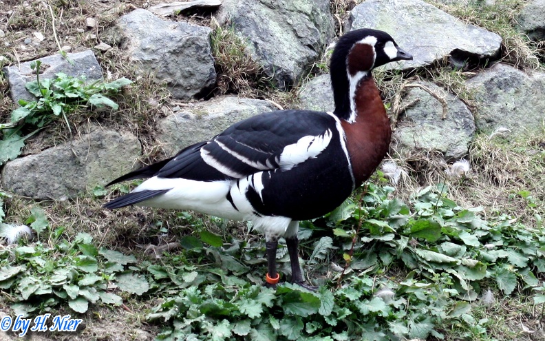 Branta ruficollis -  1. Fund