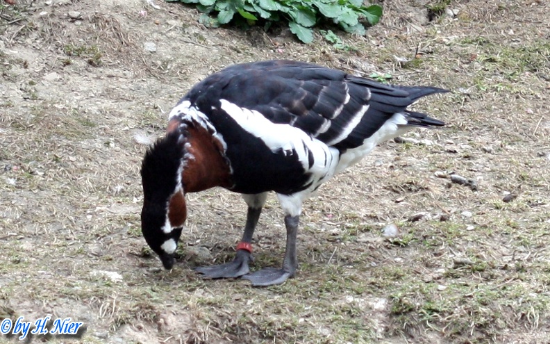 Branta ruficollis -  1. Fund