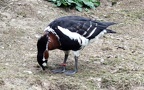 Branta ruficollis -  1. Fund