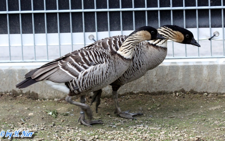 Branta sandvicensis -  1. Fund
