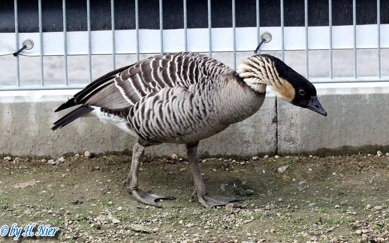 Branta sandvicensis -  1. Fund