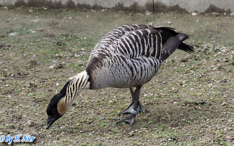 Branta sandvicensis -  1. Fund