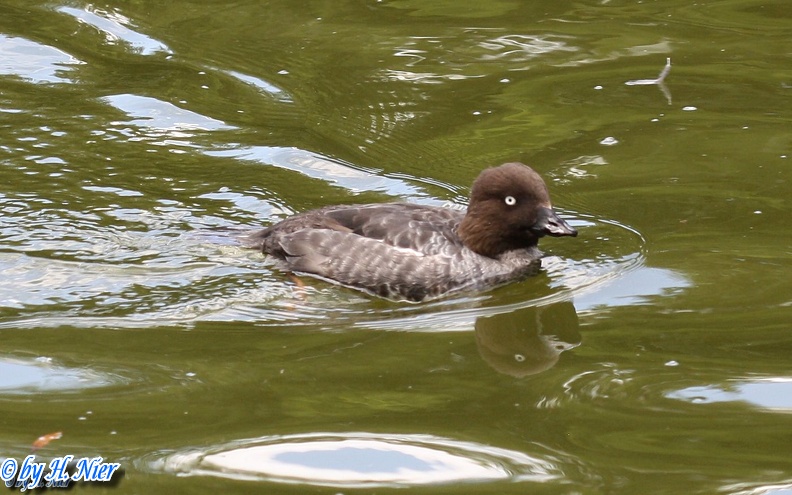 Bucephala clangula -  1. Fund (Weibchen)