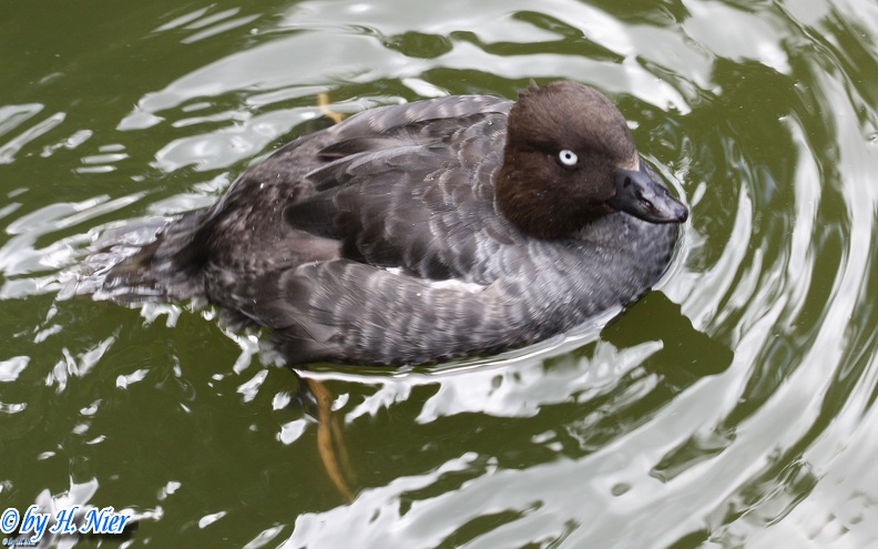 Bucephala clangula -  1. Fund (Weibchen)