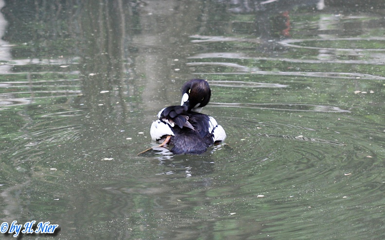 Bucephala clangula -  2. Fund (Männchen)