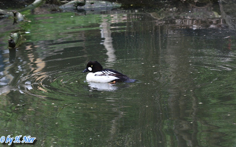 Bucephala clangula -  2. Fund (Männchen)