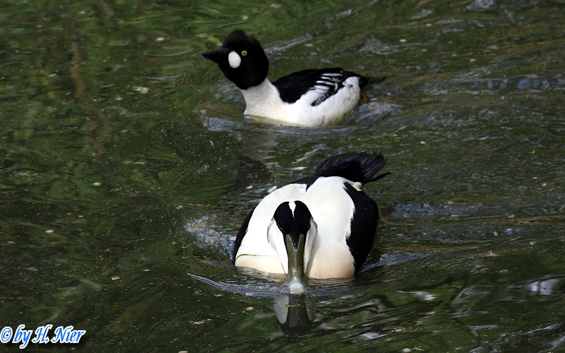 2. Fund (Männchen) und Somateria mollissima
