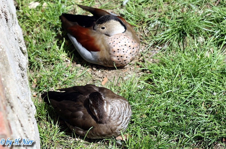 Callonetta leucophrys -  1. Fund