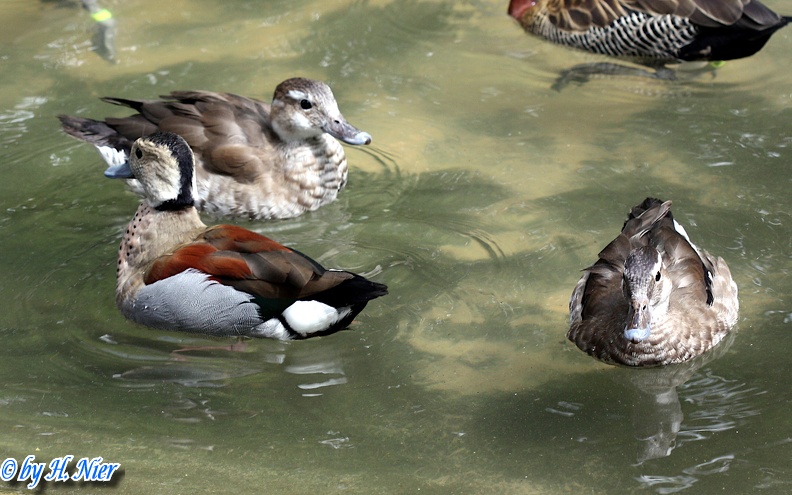 Callonetta leucophrys -  1. Fund